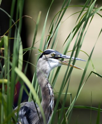 Heron.jpg