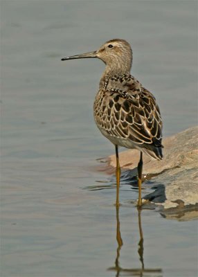 bécasseau-à-échasse-221.jpg