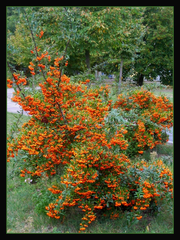Green and orange