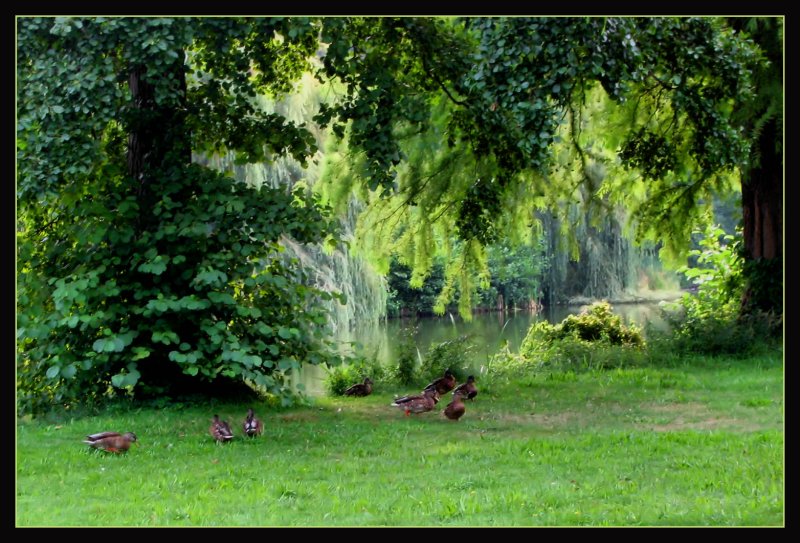Ducks place