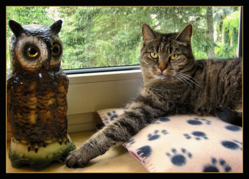 Dont  touch my owl