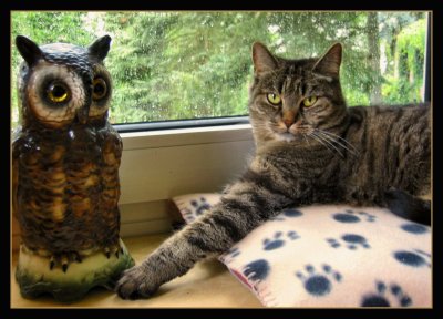 Dont  touch my owl