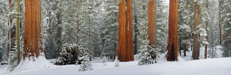 Grove of Wintering Sequoias