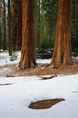 Forest View