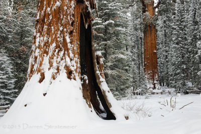Sequoia Essence