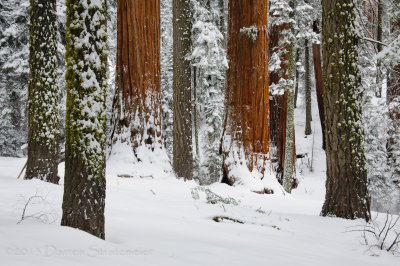 Arboreal Array