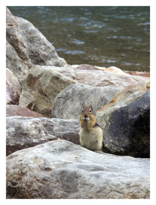 Chipmunk at Moraine Lake