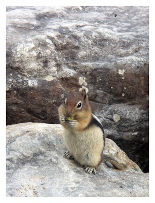 Chipmunk at Moraine Lake
