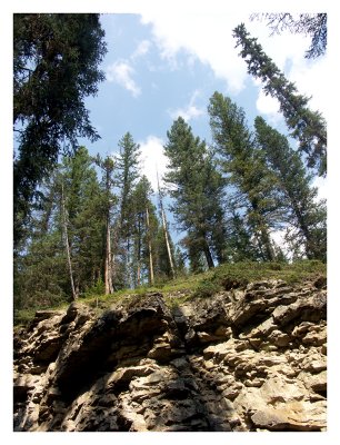 Trees above trail at Johnston Canyon