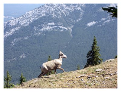 Young bighorn sheep at Sulphur Mountain