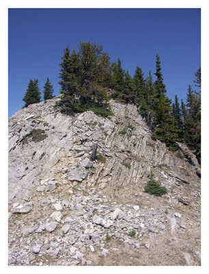 Trees at Sulphur Mountain