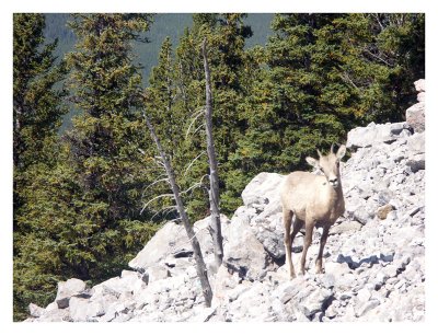 Young bighorn sheep at Sulphur Mountain