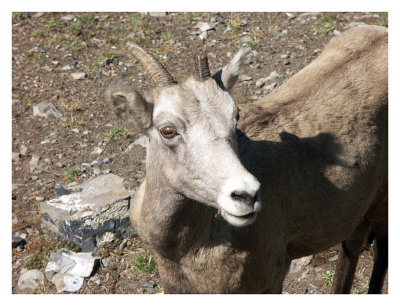 Young bighorn sheep at Sulphur Mountain