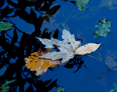 Floating Fall Scene. Tinker Creek State Park. Ohio