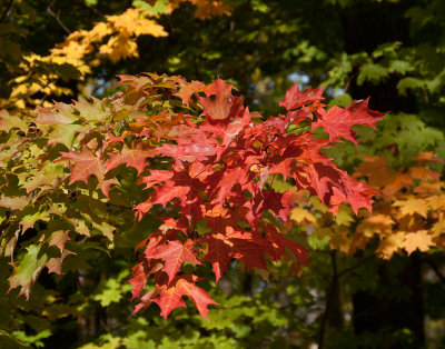 Autumn Leaves. Punderson State Park. Ohio
