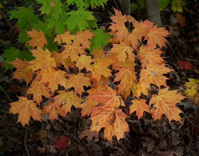 Fall Leaves. West Woods. Ohio