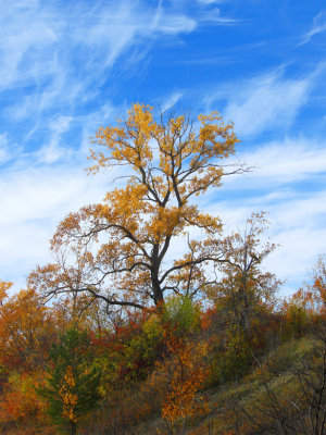 Late Autumn Tree. Beachwood City Park, Ohio