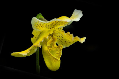 orchid_mania_2012