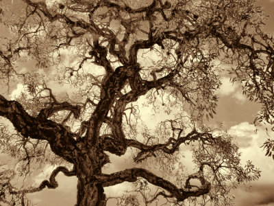 Old Gnarled Tree. Sarasota, FL
