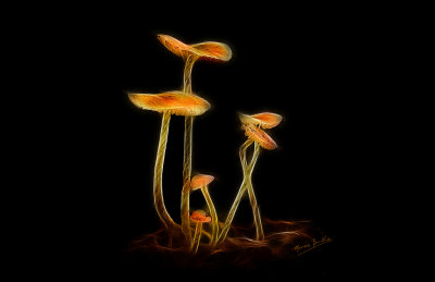 Mycena-17x11-signed.jpg