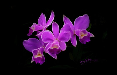 Orchid-group-17x11.jpg