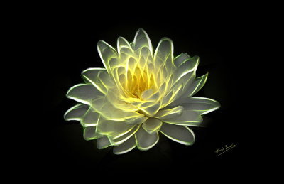 Water-Lily-1--17x11.jpg