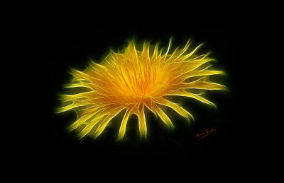 Yellow-flower-17x11.jpg