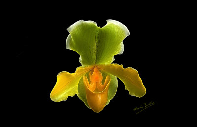 orchid-17x11.jpg
