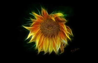 sunflower-17x11.jpg