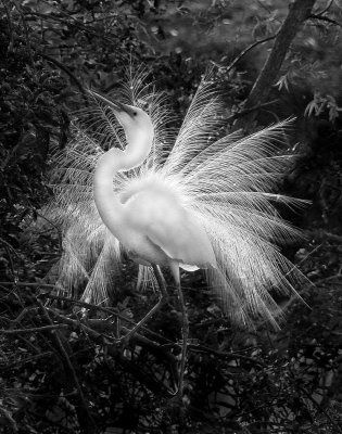 Chagrin Valley Camera Club  Competitions