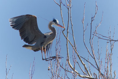 Great Blue Herons