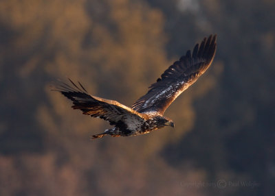 Bald Eagle in Flight1.jpg