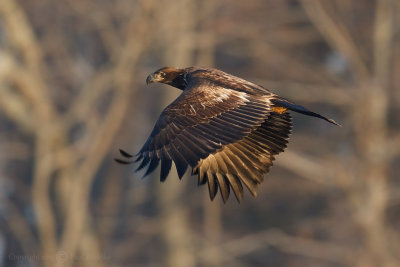 Bald Eagle in Flight2.jpg