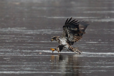 Eagle Catching Fish1.jpg