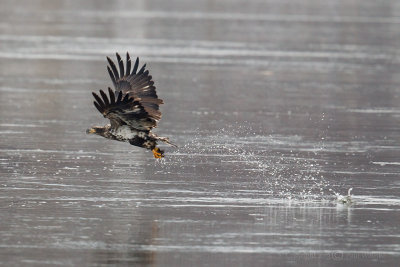 Eagle Catching Fish2.jpg