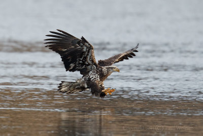 Eagle Catching Fish3.jpg