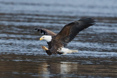 Eagle Catching Fish4.jpg