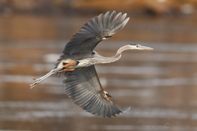 Great Blue Heron in Flight2.jpg