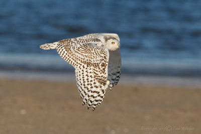 Snowy Owl in Flight10.jpg