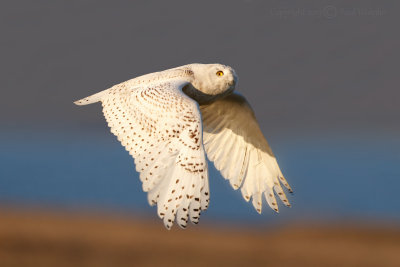 Snowy Owl in Flight2.jpg
