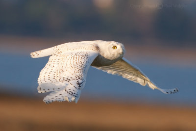Snowy Owl in Flight3.jpg