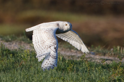 Snowy Owl in Flight4.jpg