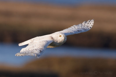 Snowy Owl in Flight5.jpg