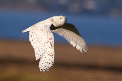 Snowy Owl in Flight6.jpg