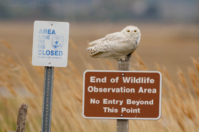 Snowy Owl on Sign1.jpg