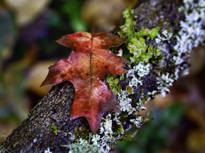 _MG_1126 Autumn Still Life.jpg