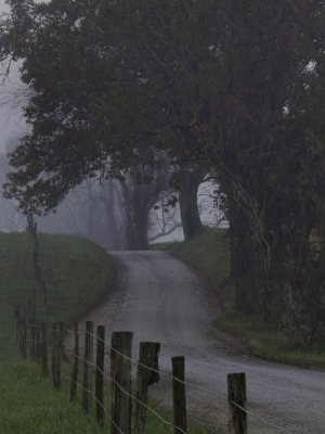 _MG_2591Foggy Morning At Cades Cove.jpg