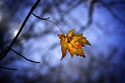 _MG_3060 Lone Leaf Into Winter.jpg