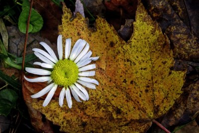 _MG_3269  Last Daisy Standing.jpg