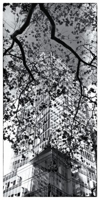 _MG_0415-1Looking Up On 5th Ave.jpg
